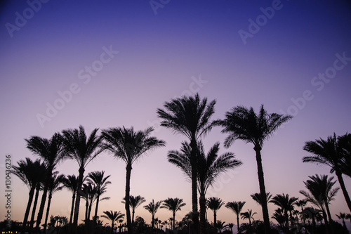 night in paradise palm arab style egypt tropical location palm