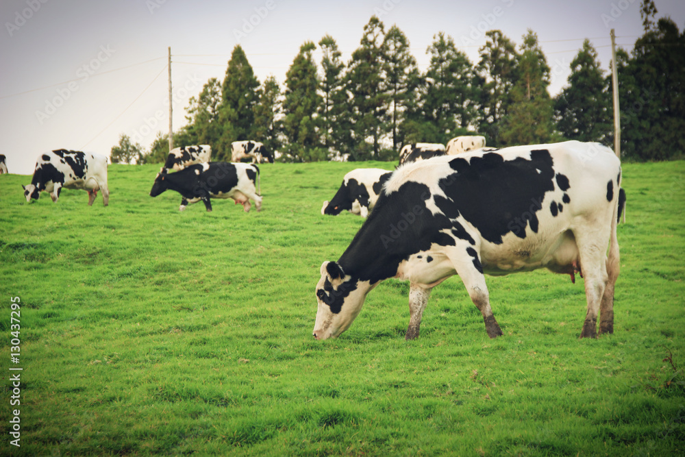 Cows grazing on a green field.Azores Islands, Portugal Cows grazing on a green field.Azores Islands, Portugal