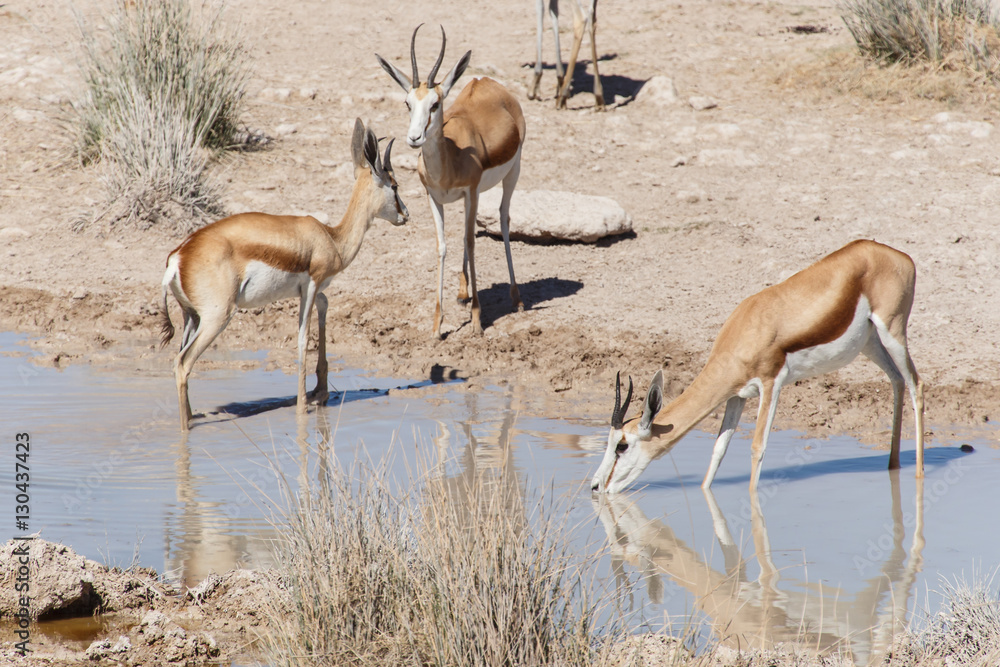 Springbok - Etosha Safari Park in Namibia Springbok - Etosha Safari Park in Namibia