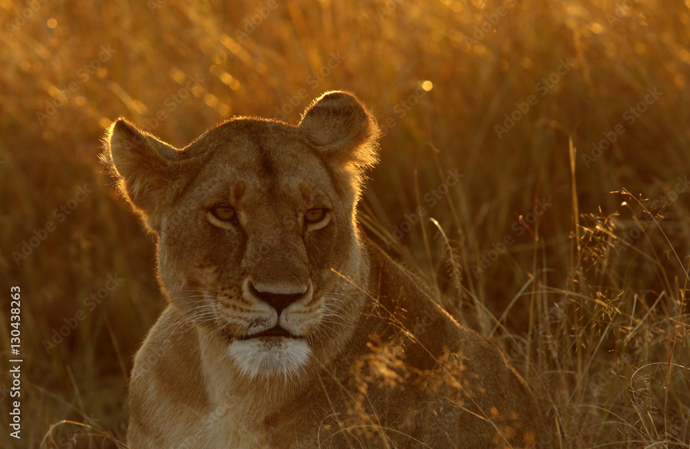 Fototapeta premium Lioness in morning light, Masa Mara
