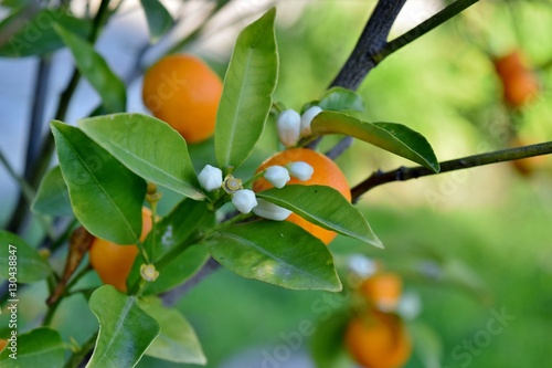 ramo di una pianta di piccoli mandarini con frutti e fiori