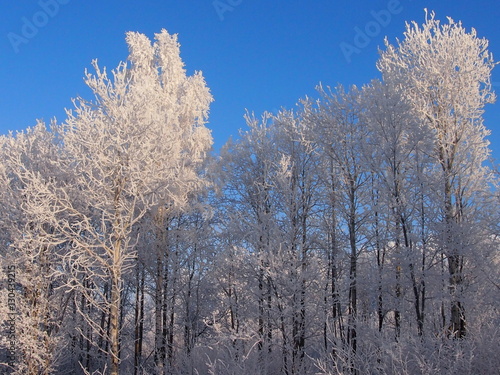 деревья в зимних снежных шубах на фоне голубого холодного неба