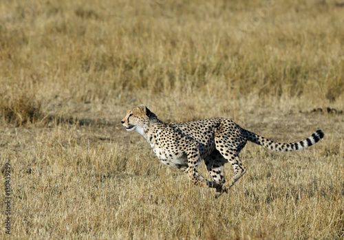 Mussiara Cheetah, Masai Mara photo
