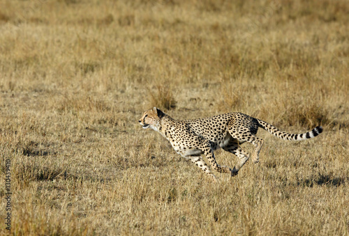 Mussiara Cheetah at full sprint while hunting wildebeest, Masai Mara photo