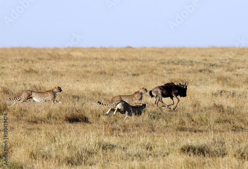 Mussiara Cheetah and cubs hunting wildebeest, Masai Mara 