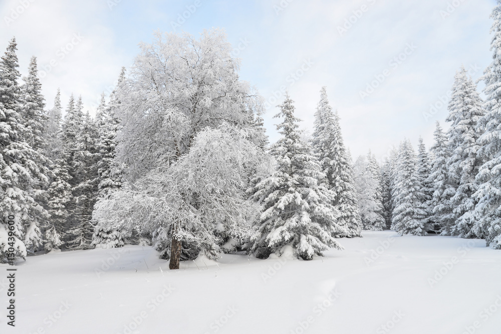 Winter forest landscape with frozen trees covered by snow