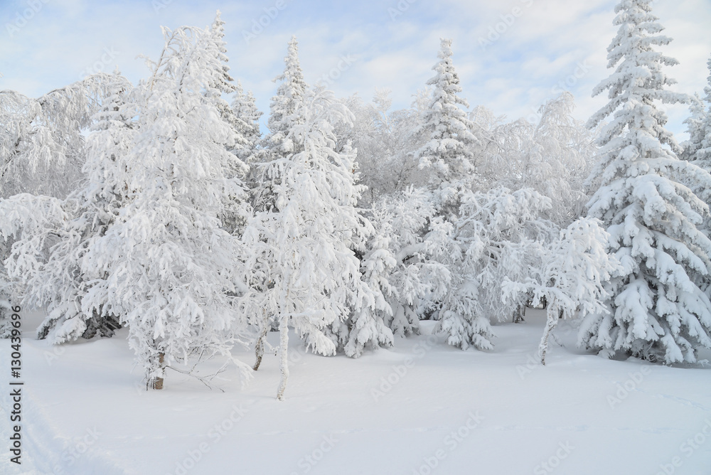 Mountain winter forest landscape with frozen trees covered by snow Mountain winter forest landscape with frozen trees covered by snow