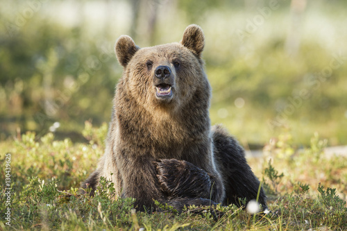 Brown bear (Ursus arctos), Kuhmo, Finland photo
