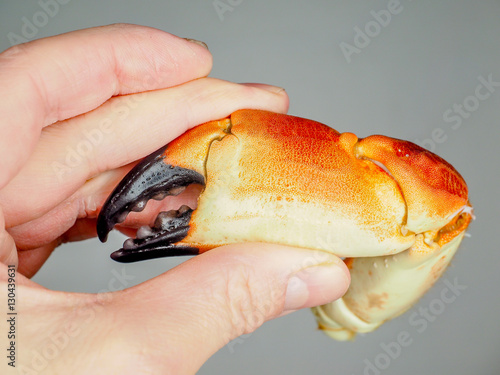 Person holding a boiled crab claw, agains grey background