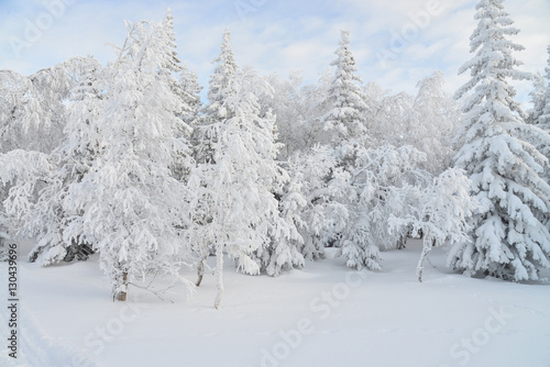 Mountain winter forest landscape with frozen trees covered by snow