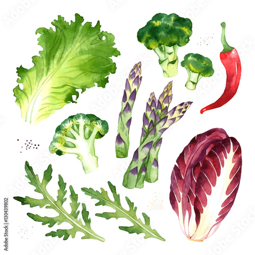 Watercolor vector vegetables set with lettuce, broccoli, pepper, asparagus, arugula, radicchio