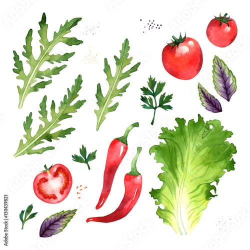 Watercolor vector vegetables set with arugula, parsley, tomato, pepper, lettuce, basil