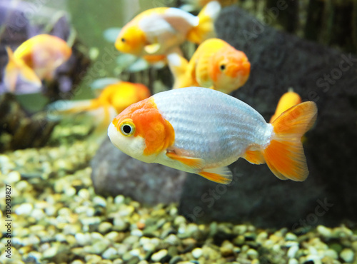 Goldfish in an aquarium.