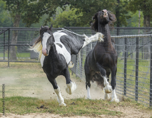 Gypsy horse colts play and rough house © Mark J. Barrett
