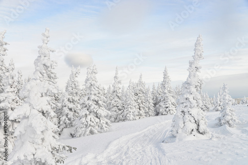 Beautiful winter forest with pine trees covered by snow © SergeyCash