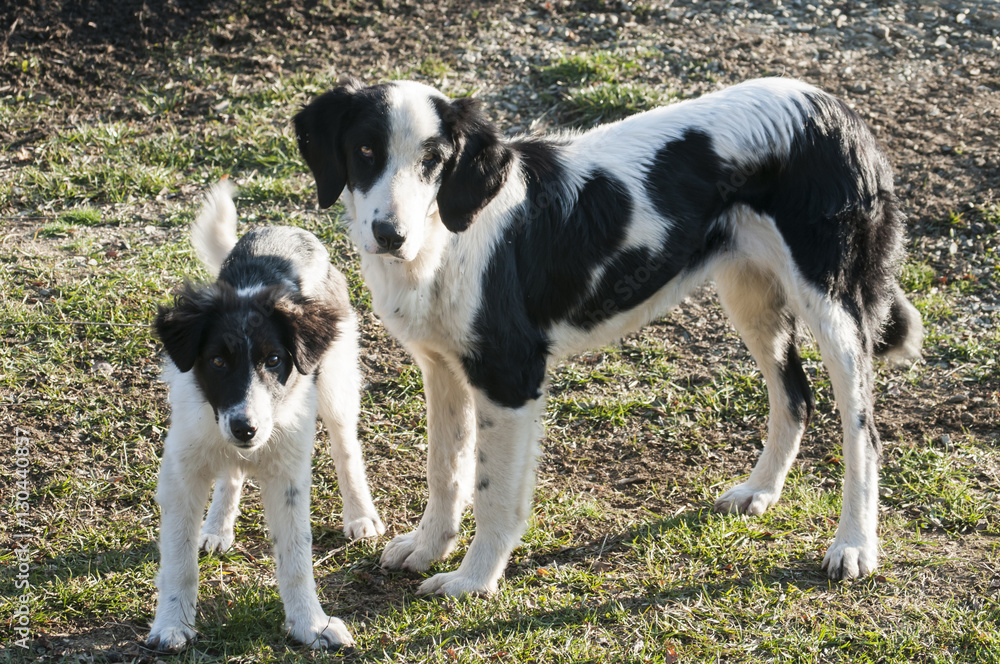 Mother and son black and white shepherd dogs on autumn meadow Mother and son black and white shepherd dogs on autumn meadow