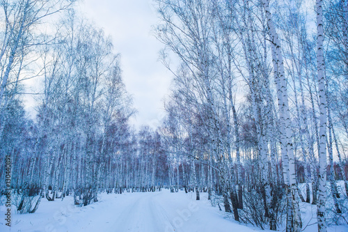 winter snow-covered birch forest