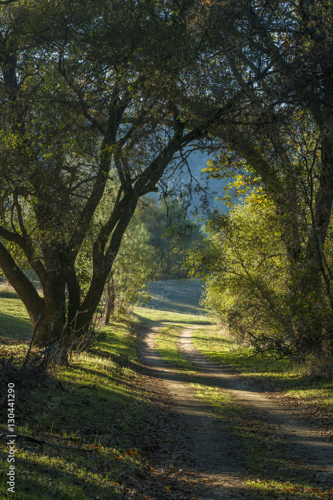 Fototapeta premium Country Road