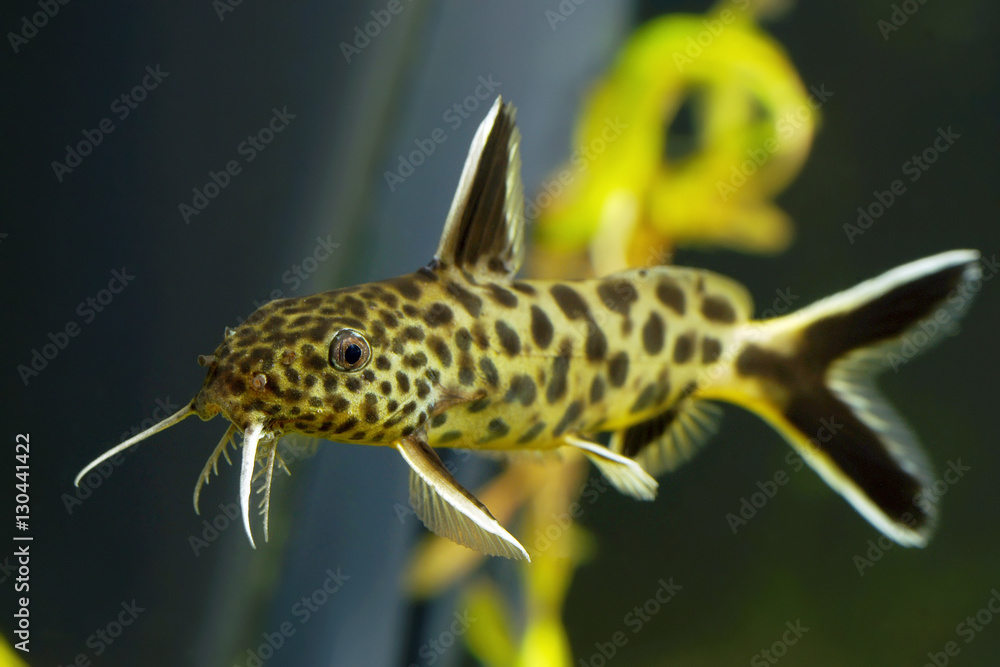 Synodontis petricola, cucko catfish, or the pygmy leopard catfish