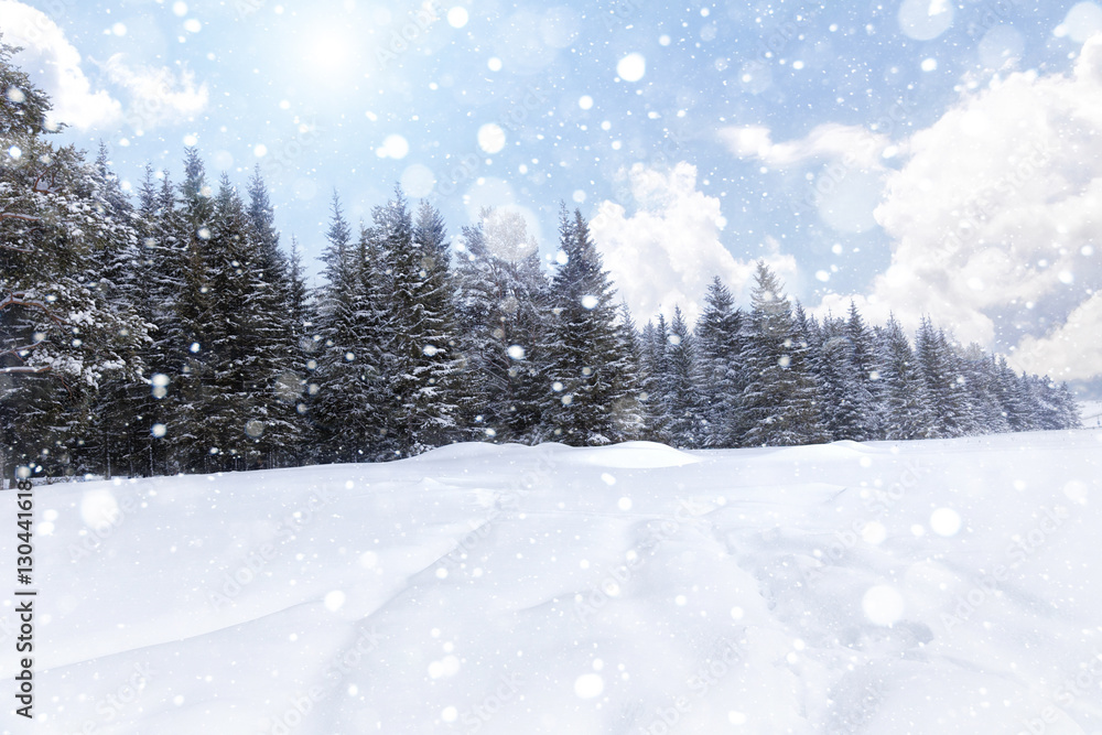 Fototapeta Spruce forest in winter. Winter landscape
