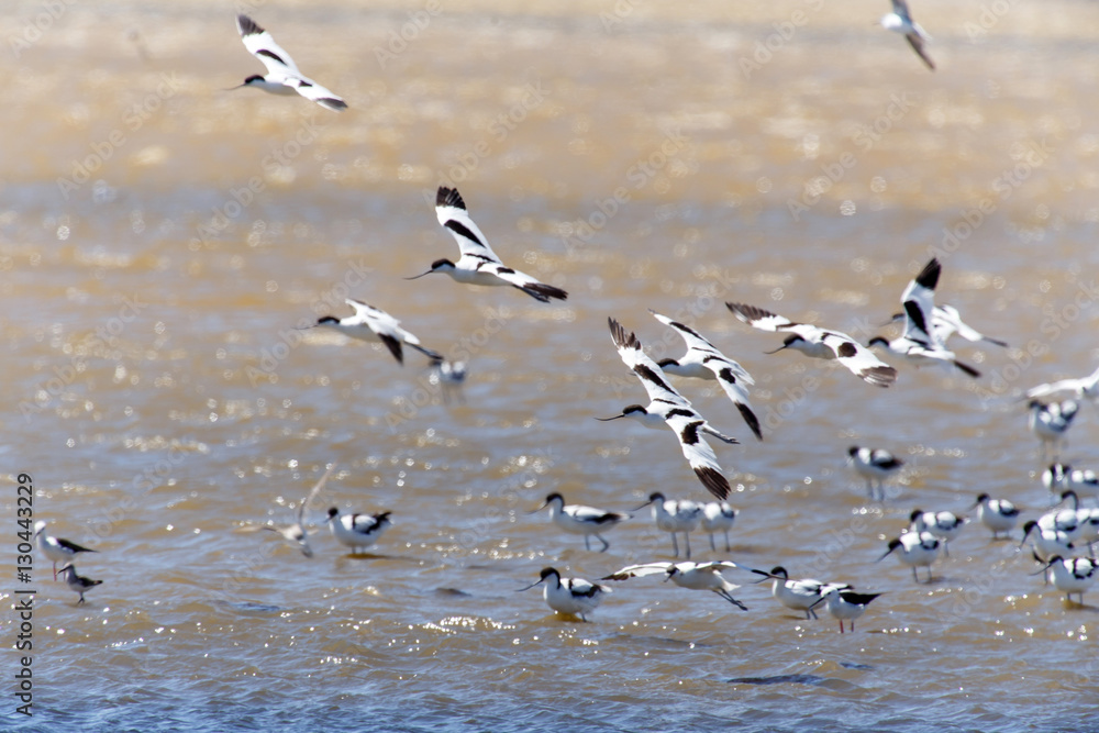 Pied Avocet, Namibia