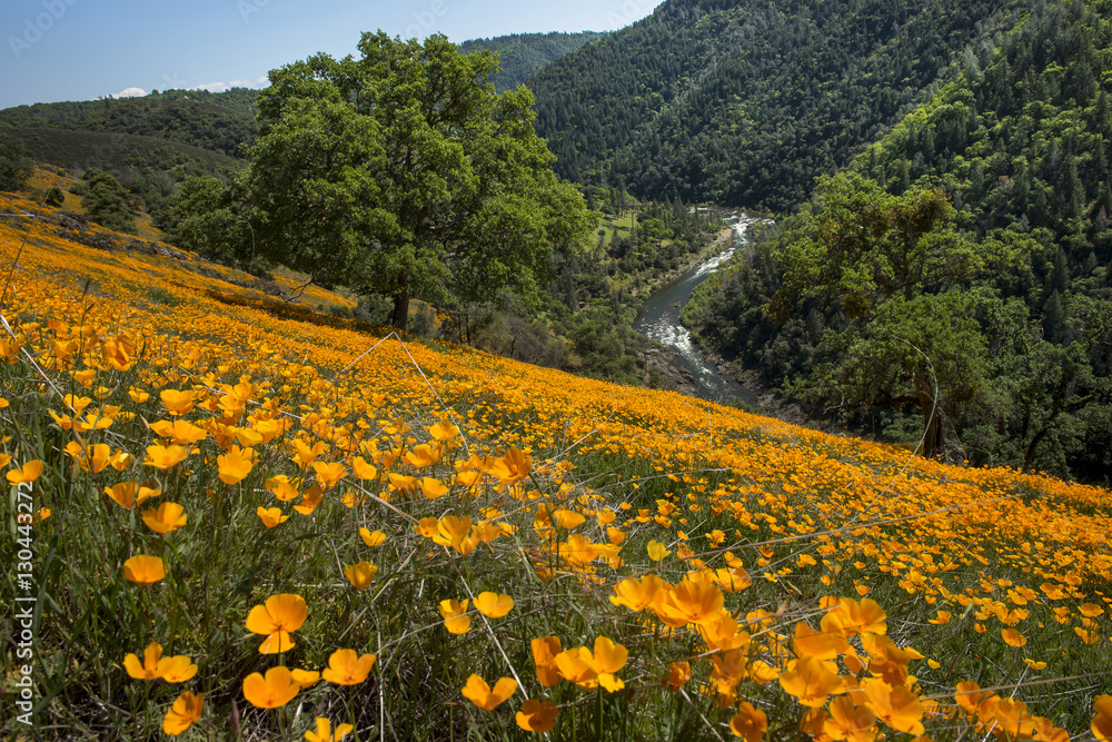 Naklejka premium South Fork American River and Poppies