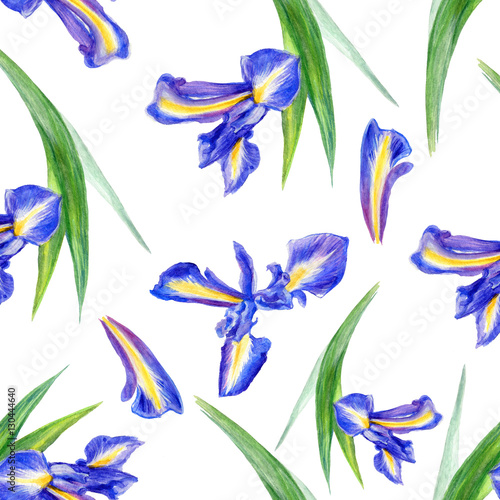 Watercolor iris flower, hand drawn botanical illustration isolated on white background, seamless floral pattern, design for wedding invitation, card, beauty salon, florist shop, decorative cosmetic © m_e_l