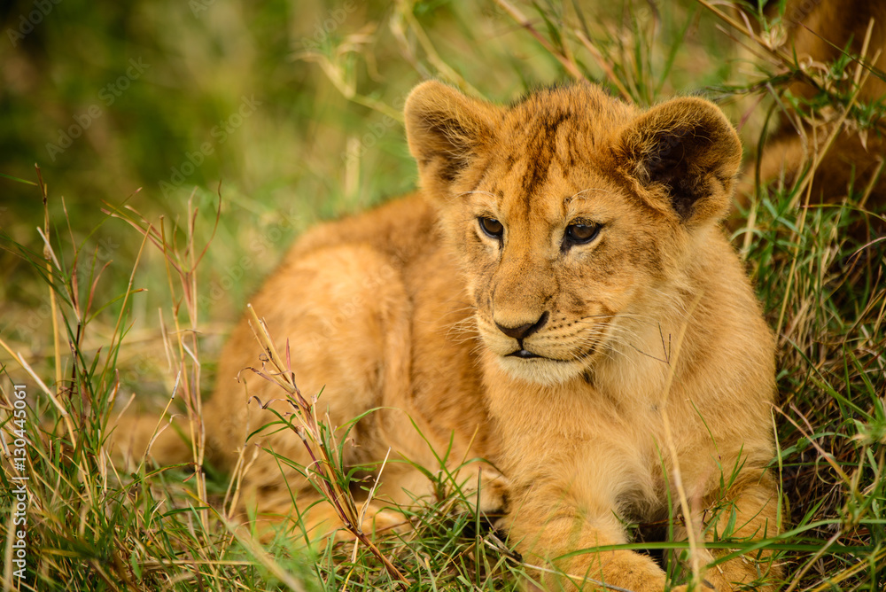 Wild lion cub rests in grass Wild lion cub rests in grass