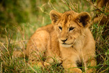 Wild lion cub rests in grass