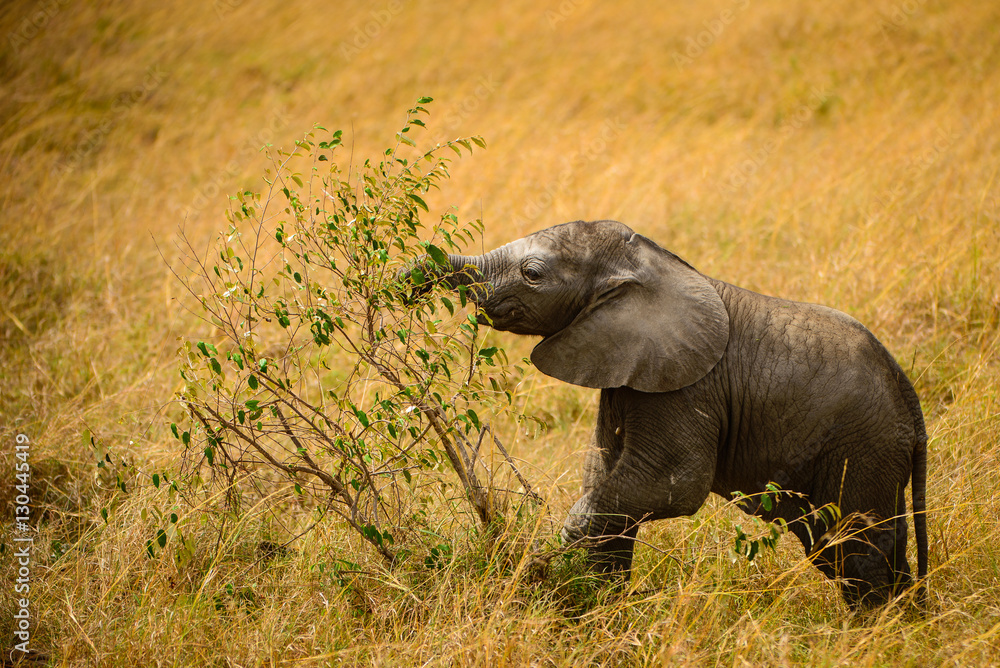 Baby elephant tackles small tree for breakfast