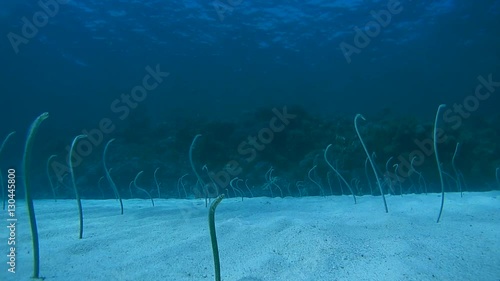 Group of Red Sea garden eels, Indo-Pacific garden eel or Spotted Garden Eel - Gorgasia sillneri feed and hide in the sand frightened floating scuba divers
 photo