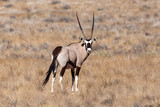 Oryx in Sossusvlei, Namibia