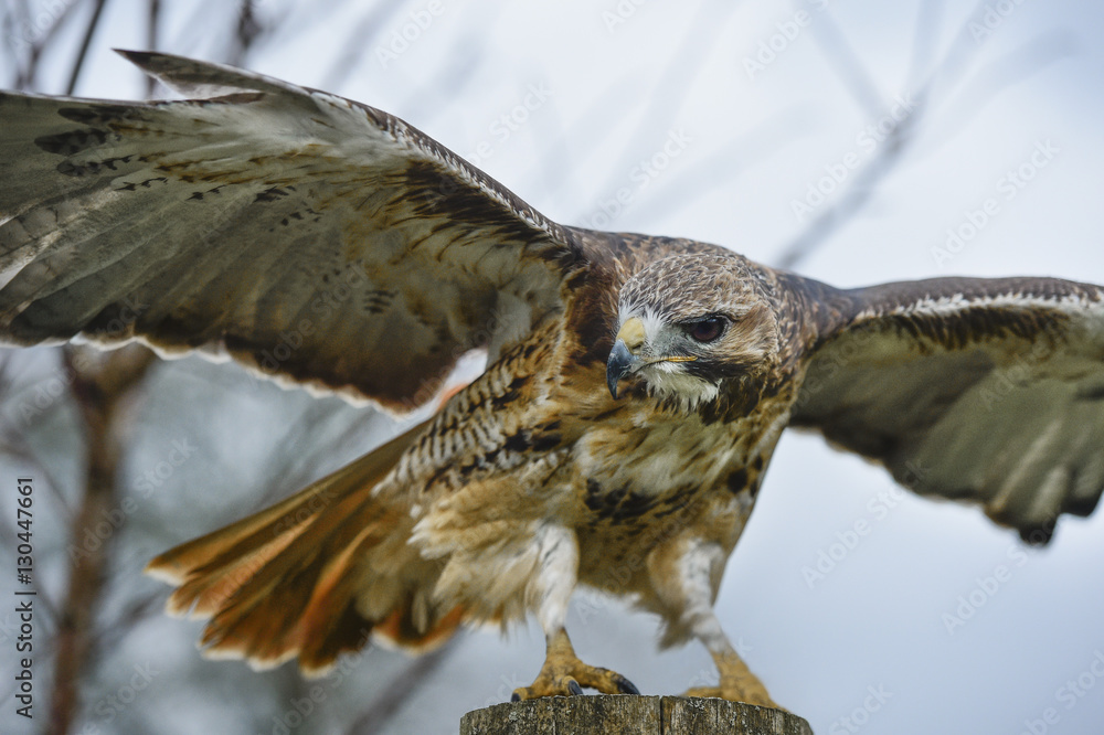 Red tailed hawk, an American raptor, bird of prey Stock Photo | Adobe Stock