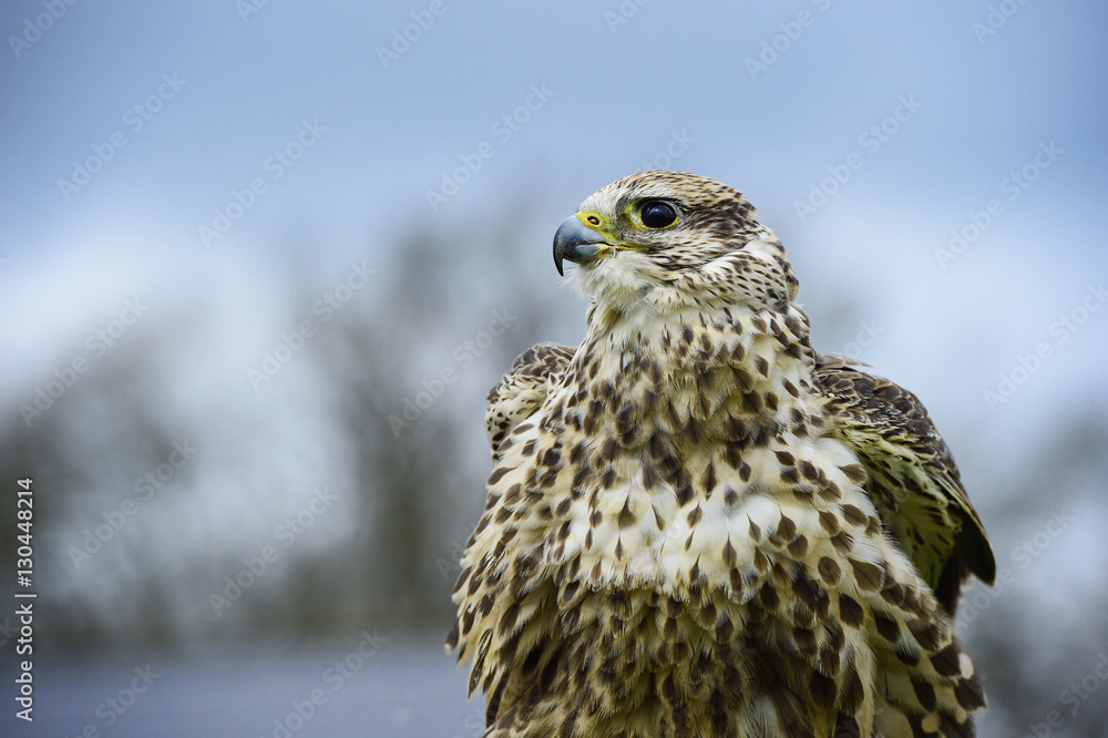Red tailed hawk, an American raptor, bird of prey Stock Photo | Adobe Stock