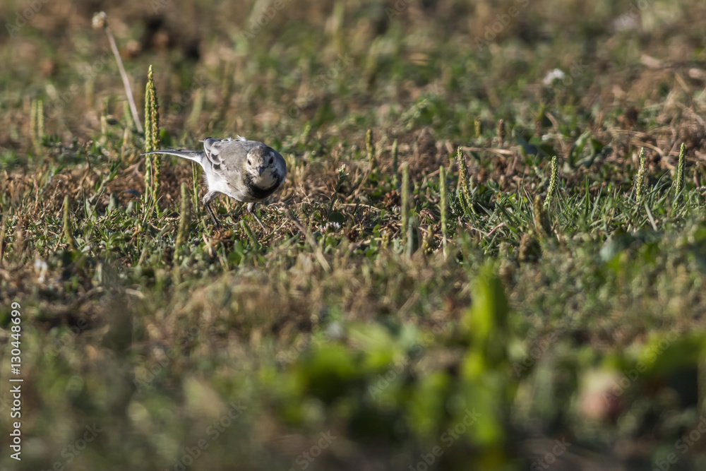 Bachstelze (Motacilla alba)