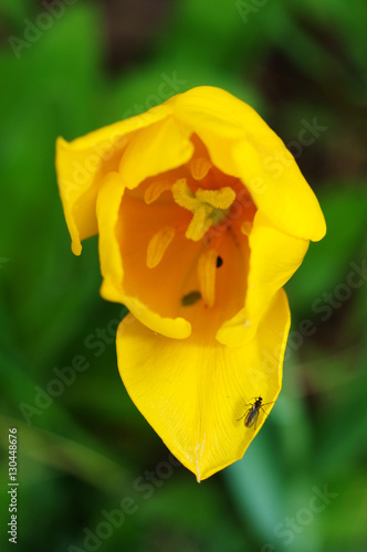 Didier's tulip or Garden tulip (Tulipa gesneriana L, Tulipa schr photo