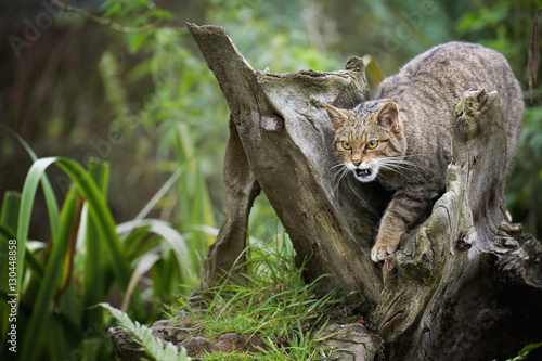 Scottish wildcat (Felix silvestris), Devon photo