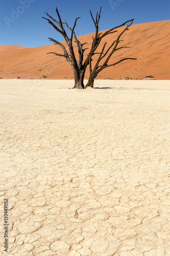 Dead Vlei - Sossusvlei, Namibia