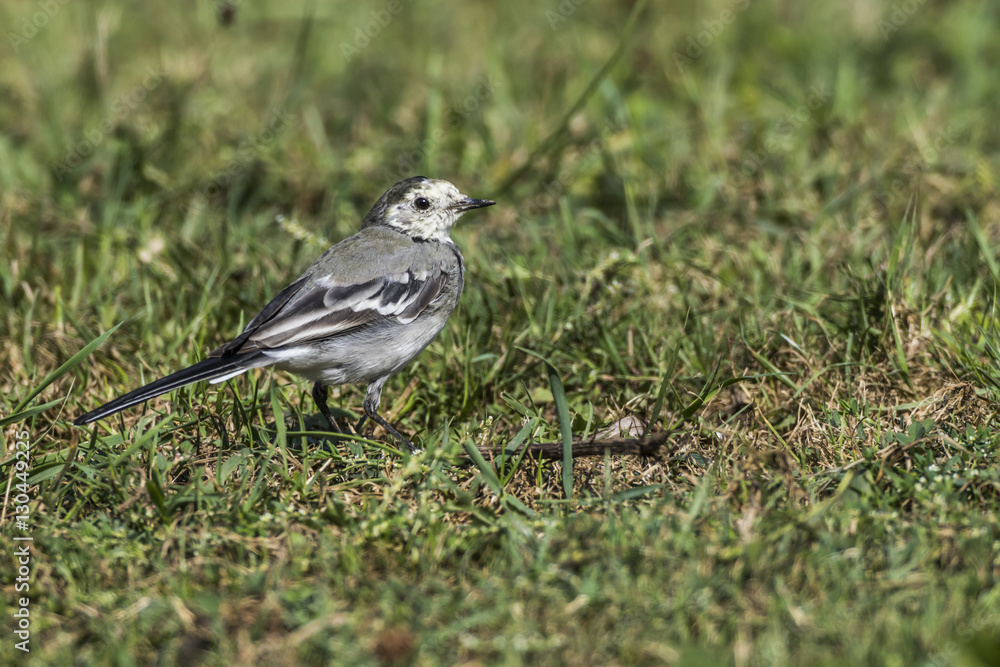 Bachstelze auf Nahrungssuche
