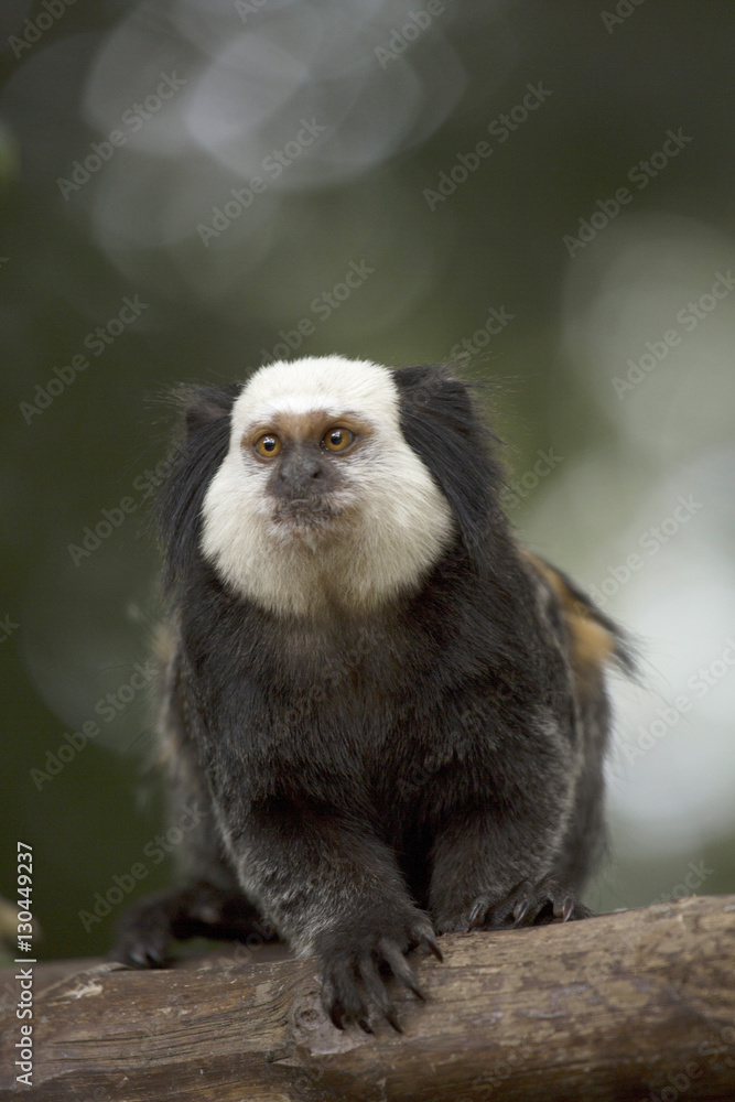 Wied's marmoset (Wied's black-tufted-ear marmoset) (Callithrix kuhlii), Bahia, Brazil