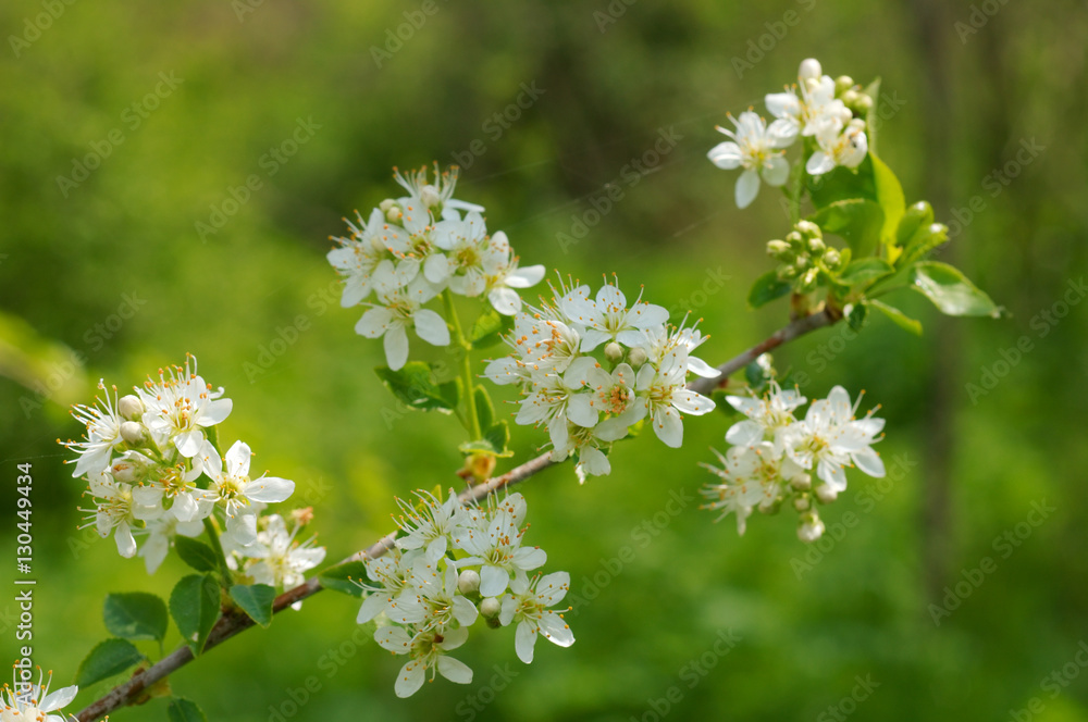 Blossoming Cherry Prunus avium, Ukraine Blossoming Cherry Prunus avium, Ukraine