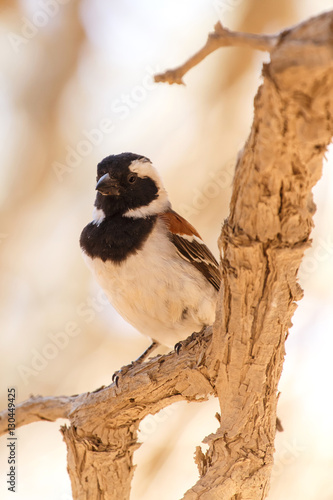 Male Sociable Weaver Bird, Namibia photo