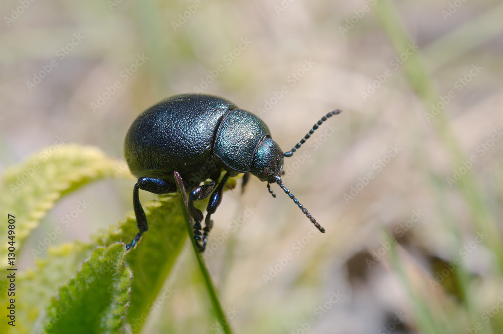 Leaf beetle (Timarcha tenebrionis) Odessa region, Ukraine Leaf beetle (Timarcha tenebrionis) Odessa region, Ukraine