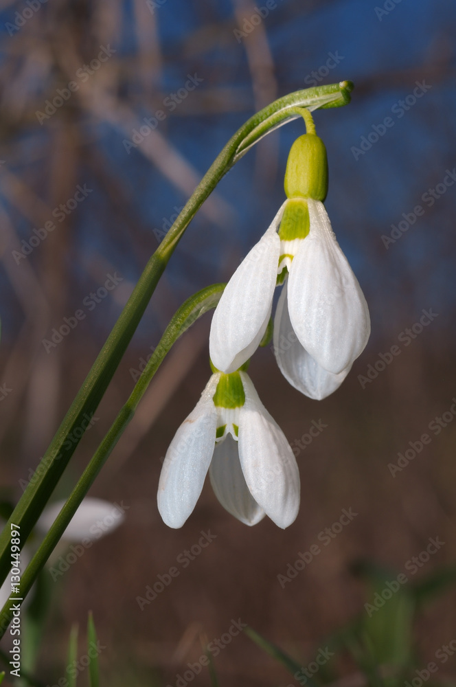 Galanthus or Snowdrop (Galanthus elwesii) Odessa region, Ukraine Galanthus or Snowdrop (Galanthus elwesii) Odessa region, Ukraine