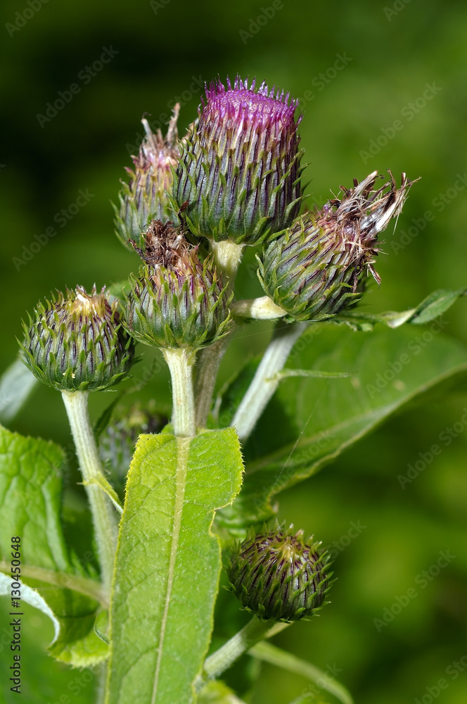 Greater burdock, edible burdock, burdock, lappa Arctium lappa La Greater burdock, edible burdock, burdock, lappa Arctium lappa La