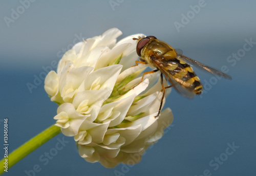 Trifolium alexandrinum, Egyptian clover, beerseem clover Trifoli photo