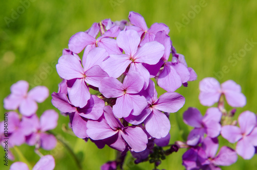 Wild flowers of Siberia. Lake Baikal  Siberia  Russian Federatio