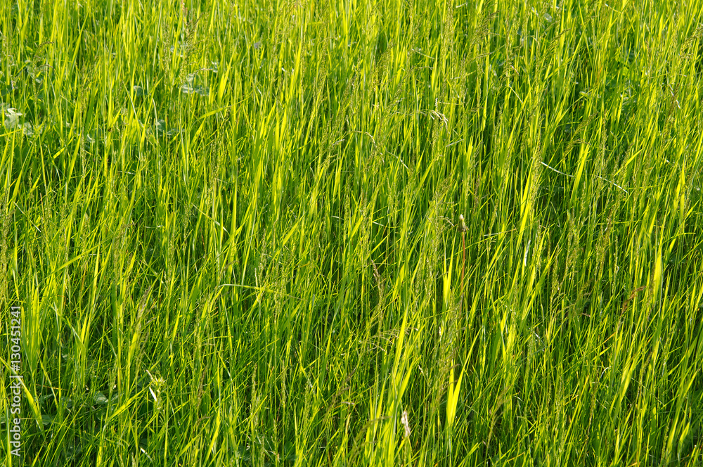 Green grass. Lake Baikal, Siberia, Russian Federation. Green grass. Lake Baikal, Siberia, Russian Federation.