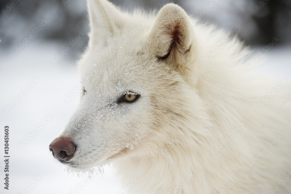 Arctic wolf (Canis lupus arctos), Montana Arctic wolf (Canis lupus arctos), Montana