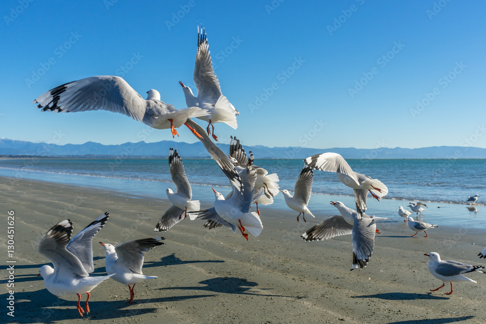 Fototapeta premium Flying seagulls